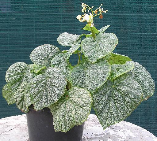 B. ‘Green Lace’